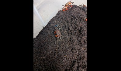 Geosesarma dennerle - Marble Vampire Crab - 16 left Males left only *Special discount*