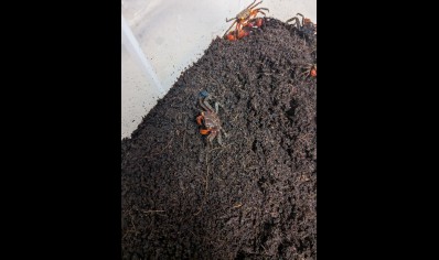 Geosesarma dennerle - Marble Vampire Crab