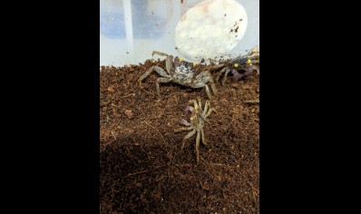 Geosesarma dennerle - Orchid Vampire Crab 6 left