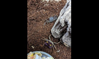 Geosesarma dennerle - Orchid Vampire Crab 6 left