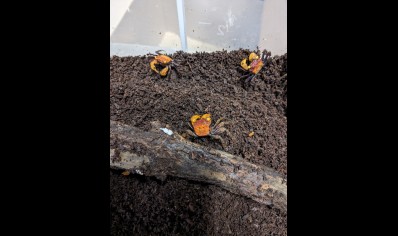 Geosesarma dennerle - Apricot Vampire Crab 16 left