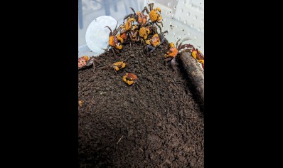 Geosesarma dennerle - Apricot Vampire Crab 6 left