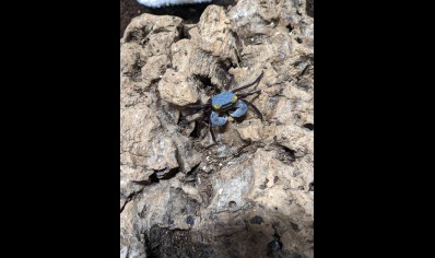 Geosesarma dennerle - Graphite Grey Vampire Crab - 13 left Males left only *Special discount*