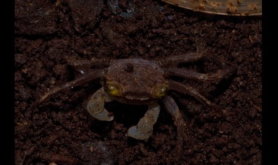 Geosesarma dennerle - Graphite Grey Vampire Crab