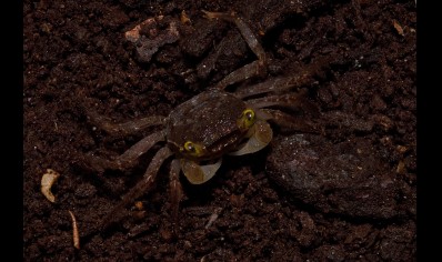 Geosesarma dennerle - Graphite Grey Vampire Crab