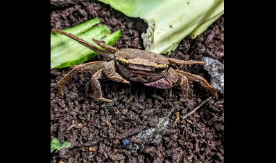 Labuanium vitatum - Christmas Island Tree Climbing Crab