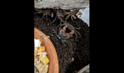 Labuanium vitatum - Christmas Island Tree Climbing Crab