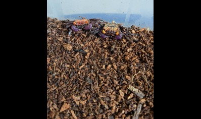 Geosesarma dennerle - Orange Eye Vampire Crab 1 left