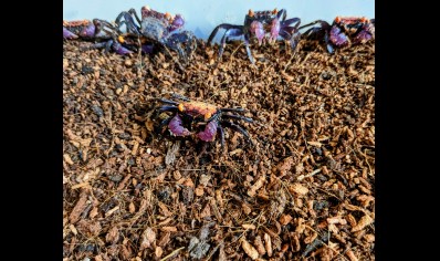 Geosesarma dennerle - Orange Eye Vampire Crab 7 left