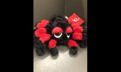 Small Nico Tarantula