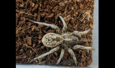 Hogna carolinensis - Carolina Wolf Spider C/B