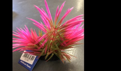 Helanthium Pink