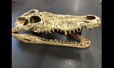 Crocodile Skull- 24L x 11.5W x  8 cm H