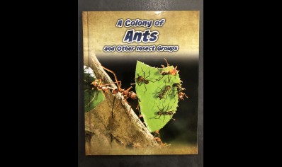 Children: A colony of Ants and other Insect groups