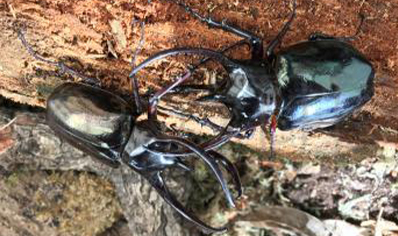 Chalcosoma Caucasus