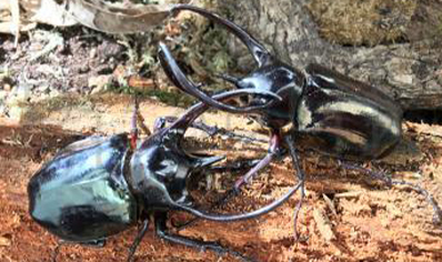 Chalcosoma Caucasus