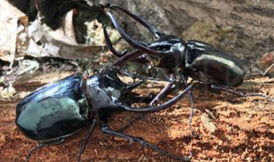 Chalcosoma Caucasus