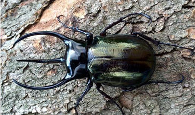 Chalcosoma Caucasus