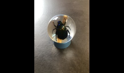 Paperweight Globe Mini- Rutland beetle in a Solid resin  on a plastic  base