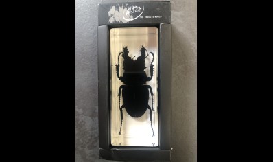 Paperweight Large - Stag Beetle set in Resin -Rectangle