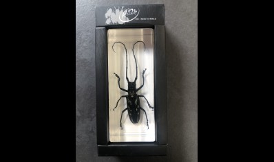 Paperweight Large -  longhorned Beetle set in Resin -Rectangle