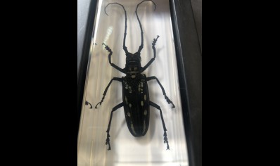 Paperweight Large -  longhorned Beetle set in Resin -Rectangle