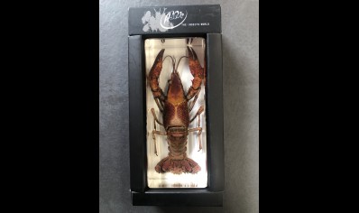Paperweight Large - Lobster set in Resin -Rectangle