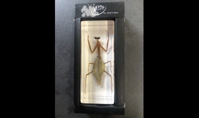 Paperweight Large - Praying Mantis set in Resin -Rectangle