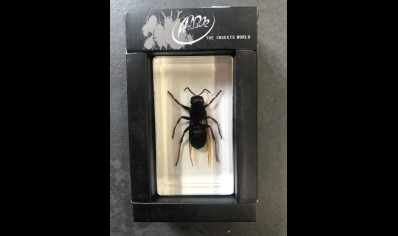 Paperweight Small - Wasp in resin Rectangle