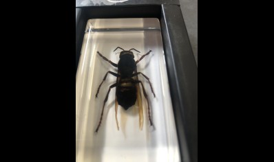 Paperweight Small - Wasp in resin Rectangle