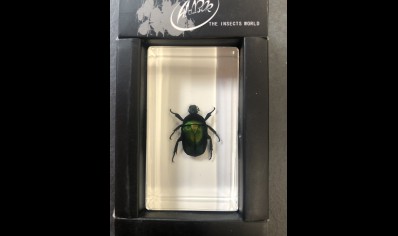 Paperweight Small - Green Rose Chafer Beetle in resin Rectangle