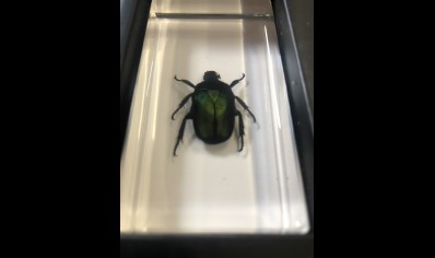 Paperweight Small - Green Rose Chafer Beetle in resin Rectangle