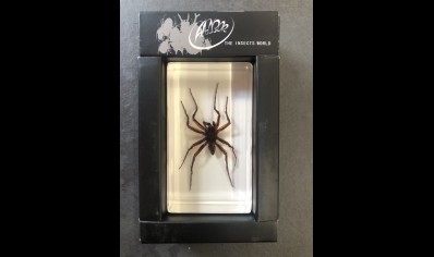 Paperweight Small - Spider in resin Rectangle