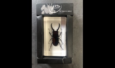 Paperweight Small - Stag Beetle in resin Rectangle