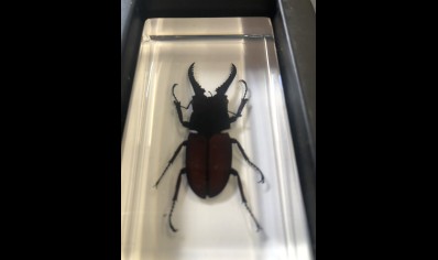 Paperweight Small - Stag Beetle in resin Rectangle