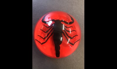 Paperweight Dome small - Black scorpion 