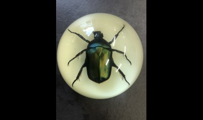 Paperweight Dome small - Rose Chafer beetle- GLOW IN THE DARK
