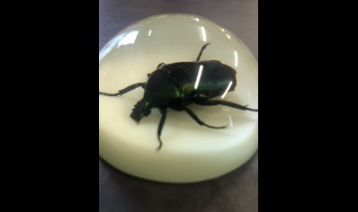 Paperweight Dome small - Rose Chafer beetle- GLOW IN THE DARK