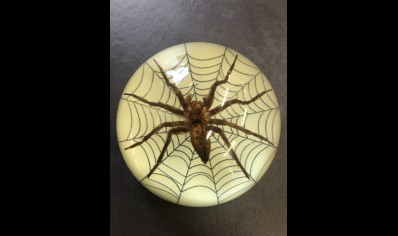 Paperweight Dome- small  Spider with web