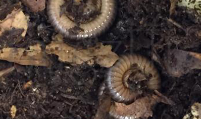 Nigerian Brown And Cream Millipede