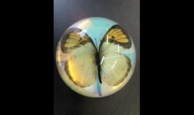 Paperweight Dome small -Yellow Orange Tip Butterfly