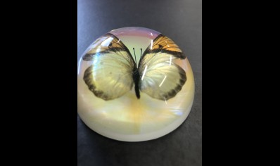 Paperweight Dome small -Yellow Orange Tip Butterfly