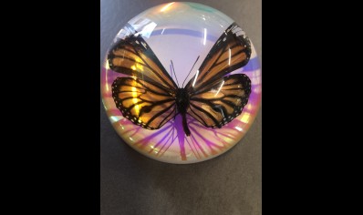 Paperweight Dome Large-Common Tiger Butterfly