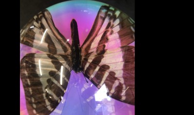 Paperweight Dome Large- Swallowtail Butterfly (Iridescent)