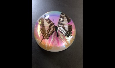 Paperweight Dome Large- Swallowtail Butterfly (Iridescent)