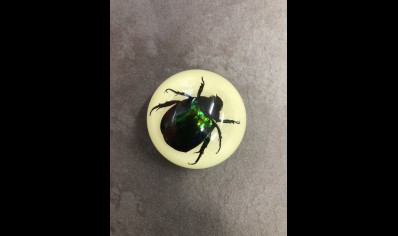 Fridge Magnet- Green Rose Chafer Beetle ( Glow in the dark)