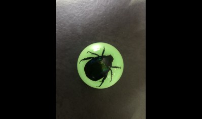 Fridge Magnet- Green Rose Chafer Beetle ( Glow in the dark)