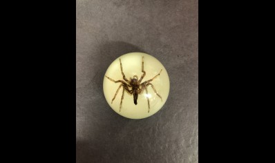 Fridge Magnet- Spider ( Glow in the dark )