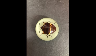 Fridge Magnet- Shield Beetle (Glow in the Dark )