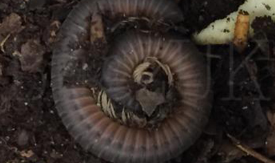 Nigerian Grey Millipede